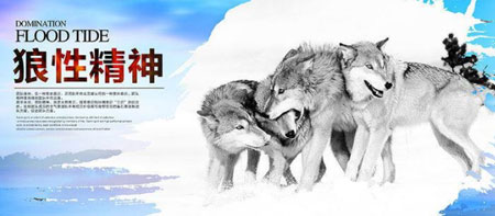 关于“狼性文化” 浅尝辄止可助力电工企业发展